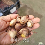 타이거붓꽃 구근 (알바 그랜디플로라) 1Set 10구 : 야생화 - 엑스플랜트