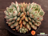 연지곤지화장품성대 | 연지곤지 - 엑스플랜트