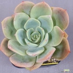 플랜트트리(planttree) | 4266 레몬트리 - 엑스플랜트