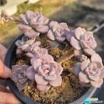 환엽핑크프리티 묵은둥이 : 다육식물 - 엑스플랜트