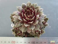 포트레드와인 바이솔 : 다육식물 - 엑스플랜트