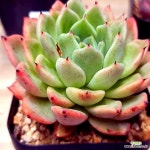 라조야041324 - 엑스플랜트
