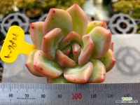 샬롯 5-7806 : 다육식물 - 엑스플랜트