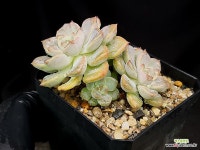 뷰티37.5ºC | 팅커벨 37- : 다육식물 - 엑스플랜트