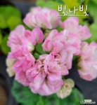 빛나빛 한국제라늄 동일품발송 : 공기정화식물 - 엑스플랜트