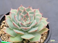 핑크팁스 09292 : 다육식물 - 엑스플랜트