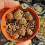 뷰티37.5ºC | 37 쥴리.실생.10두정도.3년생.소 : 리톱스 - 엑스플랜트