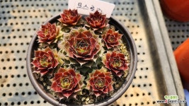 모스로즈-단품 : 바위솔 - 엑스플랜트
