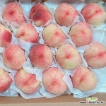 복숭아(경봉) 4년생 결실주 나무 1주 : 조경나무 묘목 - 엑스플랜트