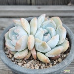 오렌지먼로(자연2두)-91 : 다육식물 - 엑스플랜트
