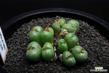 627-C.auriflorum 아우리플로름 : 코노피튬 - 엑스플랜트