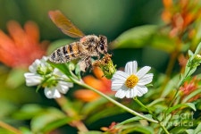 Bee Loved Photograph by Judy Kay - Fine Art America Bee Loved by Judy Kay