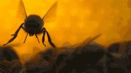 When a Moth Loved a Bee (Destini Chronicles, #1) by Pepper Winters | Goodreads When a Moth Loved a Bee (Destini Chronicles, #1)