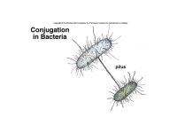 Chapter 17 Kingdom Monera and Viruses I. Introduction to the Bacteria A. Symbiotic Relationships mutualism between luminescent...