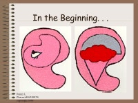 페니빈(PENNY BEAN) | Copyright, 1996 © Dale Carnegie & Associates, Inc. The Human Bean A biopsychosocial model to increase. - ppt download