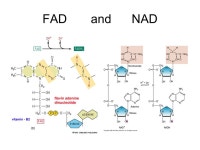 Overview cellular respiration. Catabolic Pathways Recall this is breaking down of complex molecules 2 types of pathways...