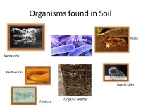 The Dirt on Soil The Case of the Illegal Dumpsite. - ppt download
