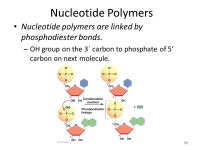 Chapter 5 The Structure and Function of Macromolecules ppt download