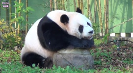 더쿠 - 맙소사 러바옹🐼❗️ 사고 치는 쿵푸팬더.gif