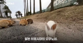 이슈/유머 - 일본 유명 관광지 '토끼의 섬'에서 99마리 토끼가 의문사, 사진 작가가 범인 잡음
