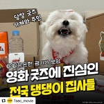 익스트림무비 - 영화 긋즈에 진심인 전국 댕댕이 집사들