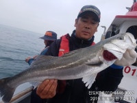 진도 kd피싱스토리 6일 조황및 출조안내 인터넷바다낚시 - 대한민국 바다낚시 포탈사이트