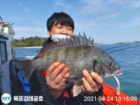 서원레저(주)1호공 | (西)서해조황 - 24일 강태공1호 감성돔낚시 굿 조황입니다