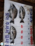 (南)남해조황 - 풍화현대레저)감성돔흘림 마릿수조황