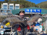 5짜감성돔 연이어 출몰 태풍레저