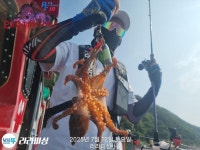 덕승수산낚시 | 돌문어시즌스타트 주중,주말 쭈욱 출동