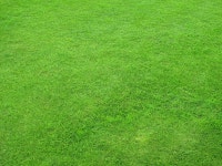 Grass field | Free Photo Grass field | Free Photo