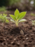 Plant Growth On The Soil 사진 무료 다운로드 - Lovepik Plant Growth On The Soil