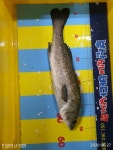 바다낚시 > 점주선장조황 > 6월27일 토요일