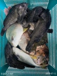 바다낚시 > 점주선장조황 > 충남아산락실내바다낚시터 7월12일 조황정보입니다.