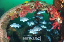 포항시, 수산자원 산란서식장 및 바다숲 조성 해수부 공모 사업 선정 | 뉴스로