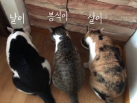 24시자동차공업사카-젠 | 엔시티자컨팀에 제안... 제안한다..... 젠집사의 24시 (feat.봉설날) - 케이돌토크 카테고리