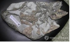 "부산 두도 화석, 8천만년전 공룡 유골" | 연합뉴스