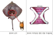 홍어 최대 수명은 3.5세…수과원, 홍어 생활사 밝혀 | 연합뉴스