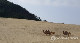 대청도 해변에 낙타가 활보? | 연합뉴스