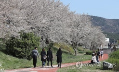 서산 해미읍성 옆 천변에 핀 벚꽃 | 연합뉴스