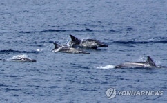 울산 앞바다 유영하는 참돌고래떼 | 연합뉴스