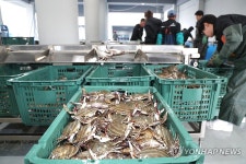 "태안 봄꽃게가 돌아왔다" | 연합뉴스