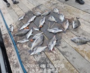 유촌 충무호 대믈감성돔5짜와마리후철수조화밉니다