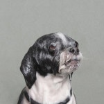 물에 젖은 개 화보