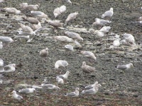 옅은재갈매기 from Hornby Island, BC V0R, Canada on 2021년 03월 27일 (토) at 12:53 오후 by Liam Steele. One in the middle and...