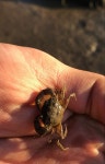 Rhithropanopeus harrisii from Napa on 2021년 05월 25일 (화) at 07:32 오후 by smuro01818 · iNaturalist Rhithropanopeus harrisii