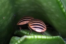 Aptera fusca from Irma Booysen on 2015년 11월 11일 (수) by Colin Ralston. <h3>Irma Zebras</h3><br>Photo...