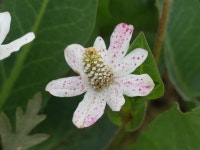 Anemopsis californica from San Diego County, CA, USA on 2022년 05월 27일 (금) at 09:44 오전 by Lauren Glevanik · iNaturalist...