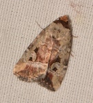 Elaphria alapallida · iNaturalist Elaphria alapallida