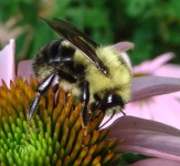 Bombus bimaculatus from 38.94626, -92.44653 on 2015년 06월 27일 (토) at 09:38 오전 by Lee Elliott · iNaturalist Bombus bimaculatus